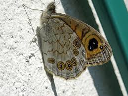 Attēlu rezultāti vaicājumam “Lasiommata megera underside”