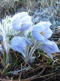 Attēlu rezultāti vaicājumam “Pulsatilla patens flower”