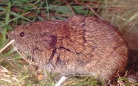 Attēlu rezultāti vaicājumam “Microtus agrestis”