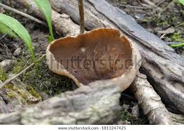 Attēlu rezultāti vaicājumam “Disciotis venosa”