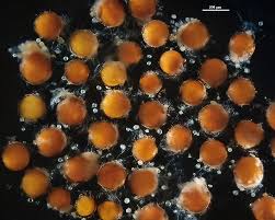 Attēlu rezultāti vaicājumam “Diderma globosum spores”