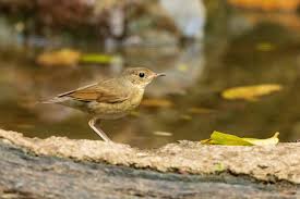 Image result for Luscinia cyane