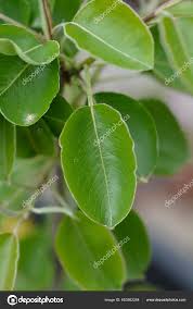 Attēlu rezultāti vaicājumam “Pyrus communis leaf”