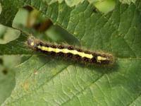 Attēlu rezultāti vaicājumam “Acronicta cuspis”