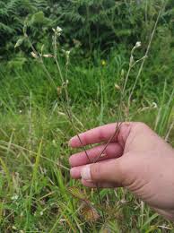 Attēlu rezultāti vaicājumam “Cerastium semidecandrum”