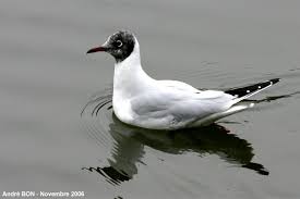 Attēlu rezultāti vaicājumam “Larus ridibundus”