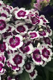 Image result for Dianthus barbatus