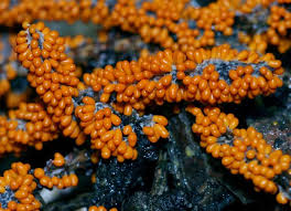 Attēlu rezultāti vaicājumam “Leocarpus fragilis”