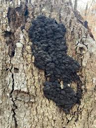 Attēlu rezultāti vaicājumam “Kretzschmaria deusta”