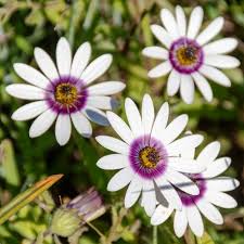 Image result for Dimorphotheca pluvialis