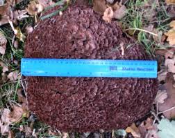 Image result for Podoscypha multizonata