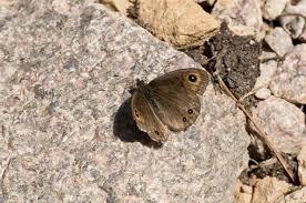 Attēlu rezultāti vaicājumam “Lasiommata petropolitana”