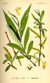 Attēlu rezultāti vaicājumam “Salix alba”