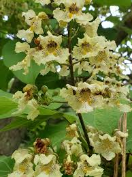 Attēlu rezultāti vaicājumam “Catalpa ovata fruit”