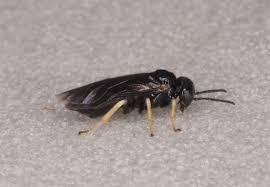 Attēlu rezultāti vaicājumam “Licea pygmaea”