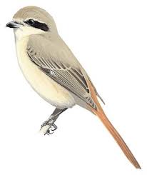 Image result for Lanius isabellinus