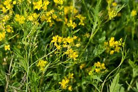 Attēlu rezultāti vaicājumam “Rorippa sylvestris flower”