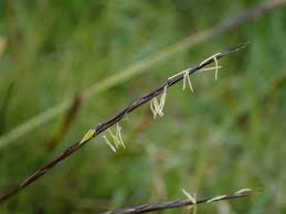 Attēlu rezultāti vaicājumam “Nardus stricta”