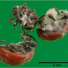 Attēlu rezultāti vaicājumam “Attelabus nitens”