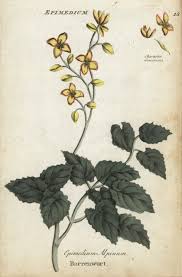 Attēlu rezultāti vaicājumam “Epimedium alpinum”