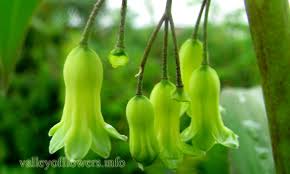 Attēlu rezultāti vaicājumam “Polygonatum verticillatum bud”