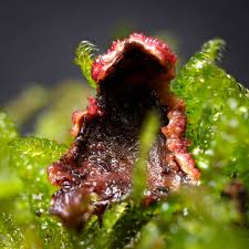 Attēlu rezultāti vaicājumam “Diderma montanum var. album macro”