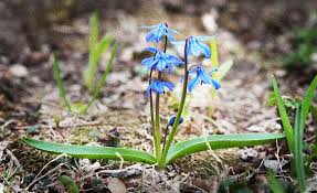 Attēlu rezultāti vaicājumam “Scilla siberica flower”