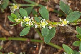 Attēlu rezultāti vaicājumam “Polygonum arenastrum flower”
