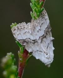 Attēlu rezultāti vaicājumam “Nola aerugula”