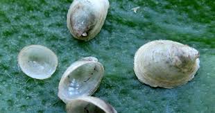 Attēlu rezultāti vaicājumam “Ancylus fluviatilis”