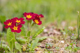 Attēlu rezultāti vaicājumam “Primula elatior flower”