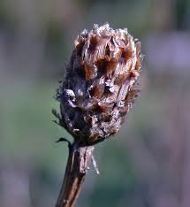 Attēlu rezultāti vaicājumam “Centaurea jacea”