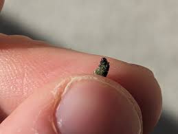 Attēlu rezultāti vaicājumam “Proutia betulina”