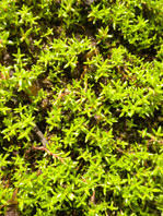 Attēlu rezultāti vaicājumam “Callitrichaceae”