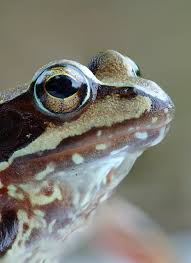 Attēlu rezultāti vaicājumam “Rana temporaria”