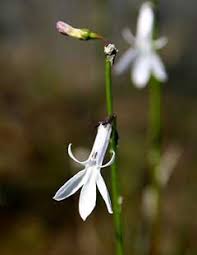 Attēlu rezultāti vaicājumam “Lobelia dortmanna flower”