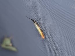 Attēlu rezultāti vaicājumam “Coleophora alticolella”