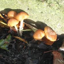 Attēlu rezultāti vaicājumam “Galerina marginata”