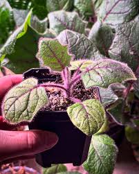 Attēlu rezultāti vaicājumam “Luzula luzuloides fruit”