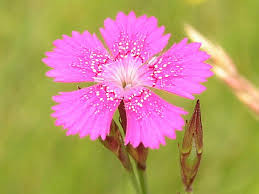 Attēlu rezultāti vaicājumam “Dianthus deltoides”