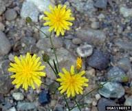 Attēlu rezultāti vaicājumam “Crepis tectorum flower”