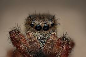 Attēlu rezultāti vaicājumam “Salticidae”