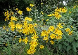 Attēlu rezultāti vaicājumam “Helianthus tuberosus leaf”