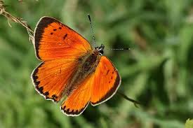 Attēlu rezultāti vaicājumam “Lycaena virgaureae male”