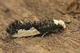 Attēlu rezultāti vaicājumam “Monopis monachella”