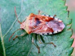 Attēlu rezultāti vaicājumam “Elasmucha grisea”