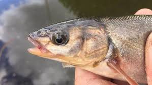 Image result for Mylopharodon conocephalus