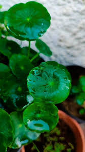 Attēlu rezultāti vaicājumam “Hydrocotyle vulgaris flower”