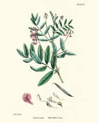Attēlu rezultāti vaicājumam “Lathyrus niger”