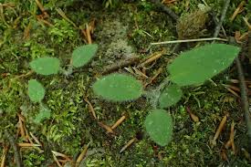 Attēlu rezultāti vaicājumam “Hieracium murorum leaf”